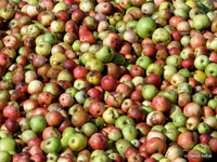 Experiencias: Conoce la cultura de la sidra