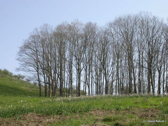 Akolako Zuhaitzak