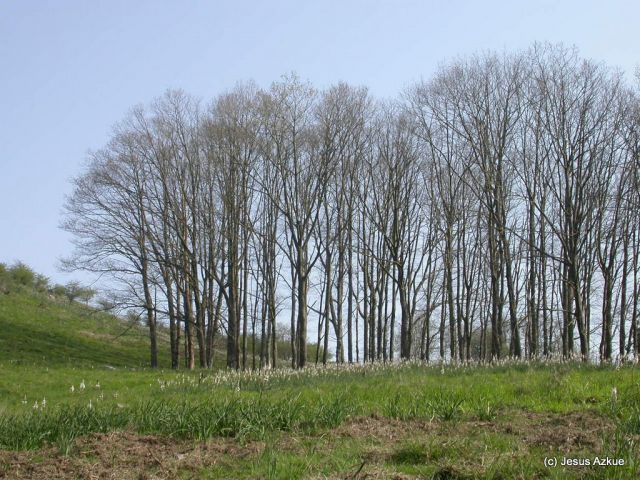 Akolako Zuhaitzak
