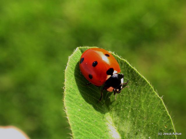 Amona Mantangorria