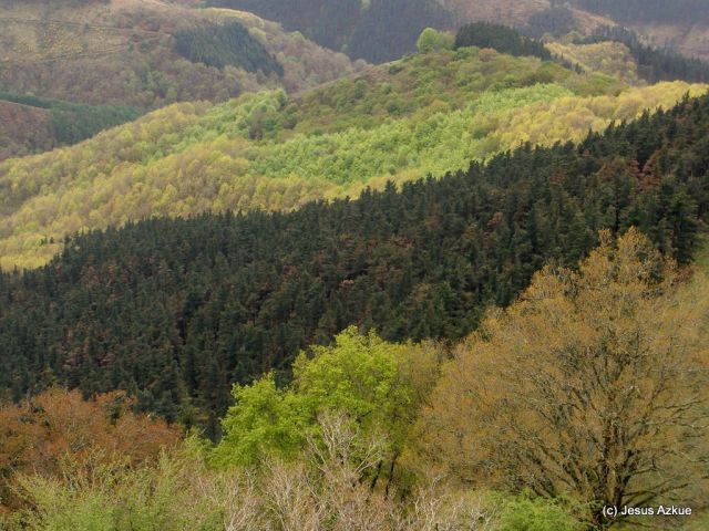 Basoak