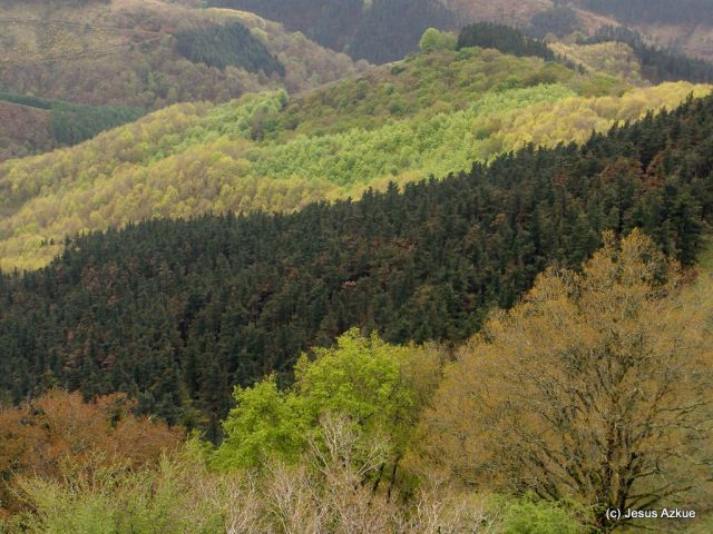 Basoak